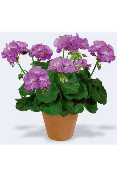 LOBELYA TOHUMCULUK Mor Renkli Sardunya Çiçeği Fidanı Saksılı