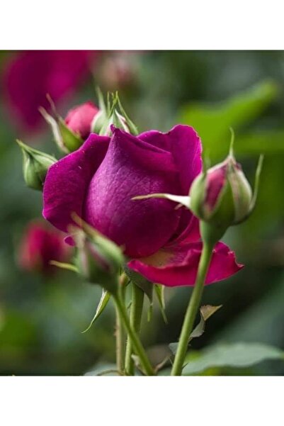 Fragrant Red Rose Sapling 15 20 Centimeter