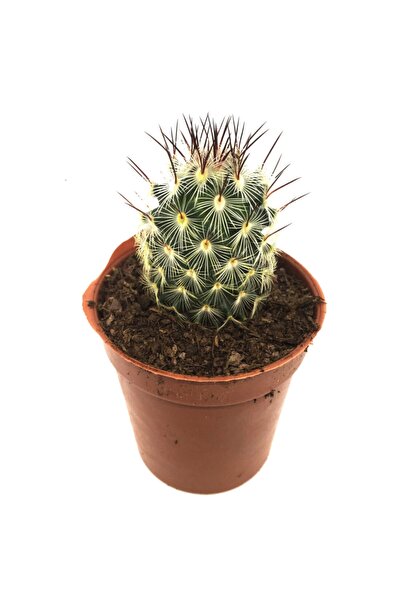 LEVANT Mamillaria Veronica Kaktüs Yeni Seri