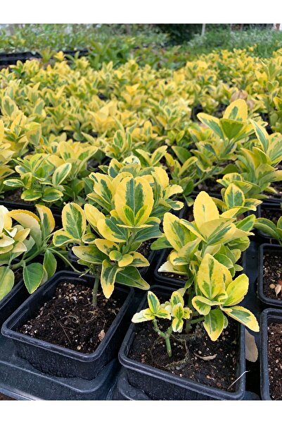 retro çiçekçilik 4 Adet Sarı Alacalı Gold Taflan Saksıda