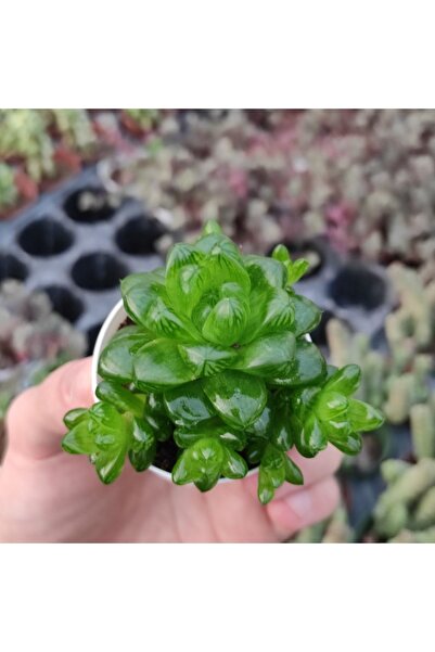 cantropikal Haworthia Cooperi Yavrulu Koleksiyonluk Saydam Sukulent Kaktüs