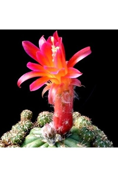 cantropikal Matucana Poltzii Rengarenk Çiçek Açan Kaktüs