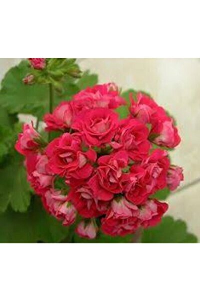 ATABEY ÇİÇEK Gül Şeklinde Kırmızı Açan Sardunya Çiçeği