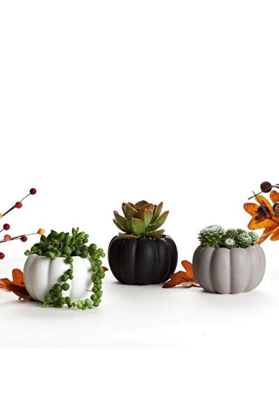 Genel Markalar 3 Lü Kabak Saksı Ve Sukulentleri
