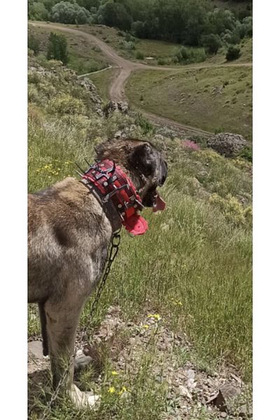 Sürmeli Tasma Kangal Shepherd Dog Collar Hand Forged Steel