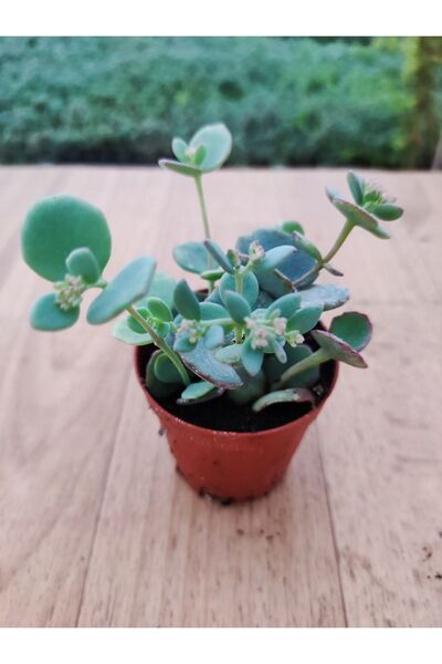 Ravza Çiçekçilik Sedum Sieboldi ( 5.5 Cm Saksıda ) Çiçek Açan Sukulent