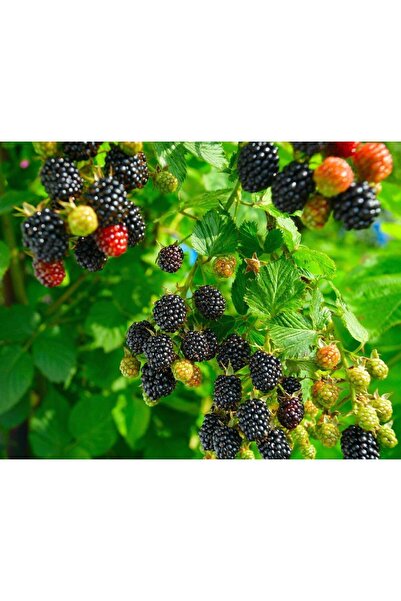 AnkaBahçe Chester Doğal Böğürtlen Fidanı Saksılı 20 - 40 cm