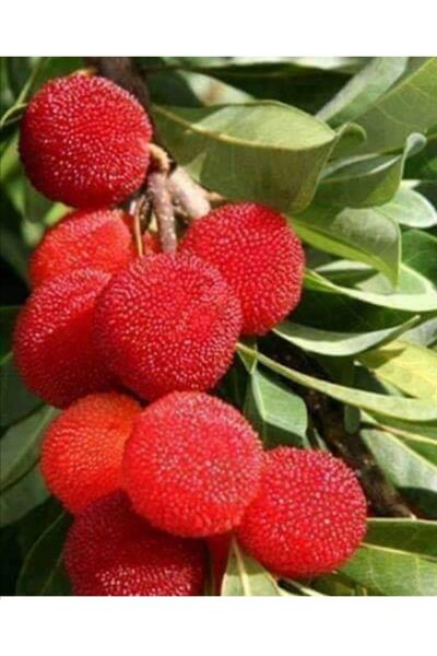 EfeFidancılık Dağ Çileği 80 150 cm