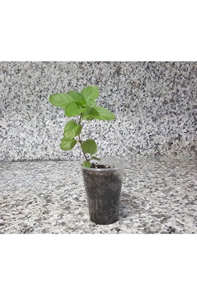 morlalem m Portakal Aromalı Nane Fidanı (mentha Granada) Nane Fidesi Balkon Teras Bahçe Sera Saksı Için Uygun