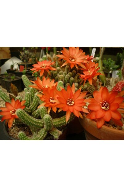 morlalem m Turuncu Çiçek Açan Kaktüs, Aporocactus Chamaecereus Silvestrii, Kaktüs Fidanı