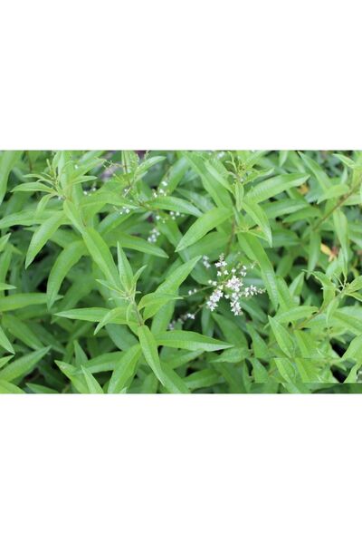 morlalem m Yoğun Limon Kokulu, Yetişkin Limon Otu Melisa Fidanı (ALOYSİA TRİP...