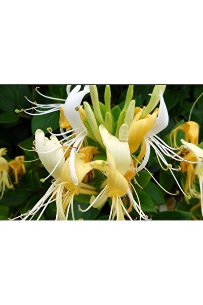 morlalem m Mis Kokulu Hanımeli çiçeği Mini Fidan