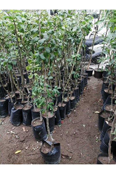 Genel Markalar MUŞMULA(DÖNGEL )FİDANI TÜPLÜ 80-100 CM