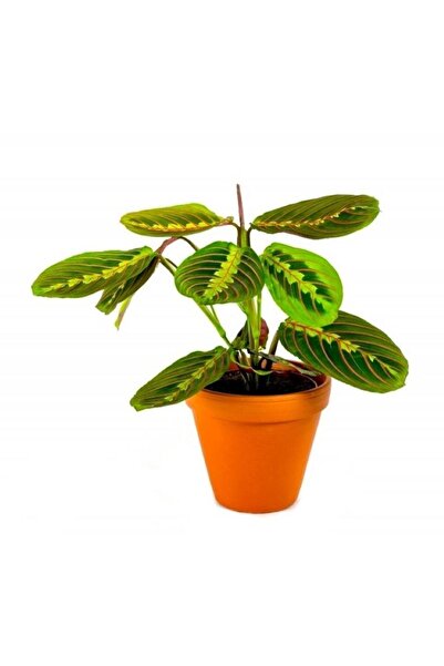 Pina Concept Flower Calathea Maranta Leconeura Fascinator - Dua Çiçeği