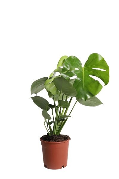 Elit Çiçek Sarayı Monstera Deliciosa Deve Tabanı 40-50 cm