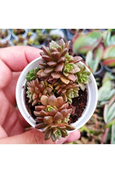 cantropikal Cremnosedum Little Gem Sarı Çiçek Açan Sukulent