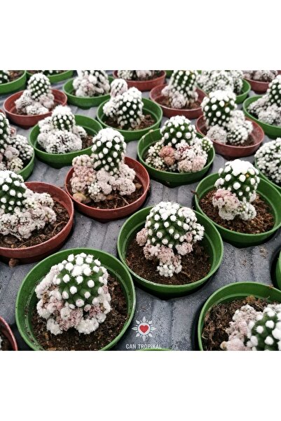 cantropikal Mammillaria Gracilis Cv Oruga Mini Kartopu Gibi - Kaktüs