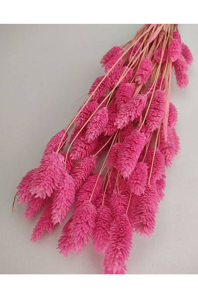 Mutlubi Ξηρό λουλούδι Phalaris (Bird's Foot) Μπουκέτο 30 κλαδιών – Διακόσμηση τεχνητών λουλουδιών, Στολίδι γραφείου, Φόντο