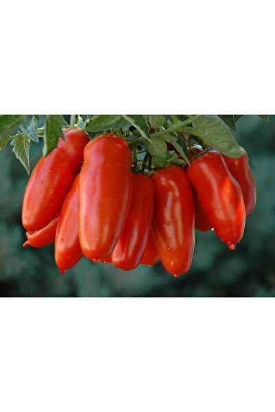 Tohum Dünyası 10 Adet San Marzano Sosluk Italyan Domatesi Tohumu- Sırık Tipi