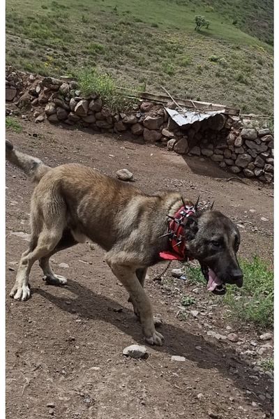 Sürmeli Tasma Kangal Shepherd Dog Collar Hand Forged Steel
