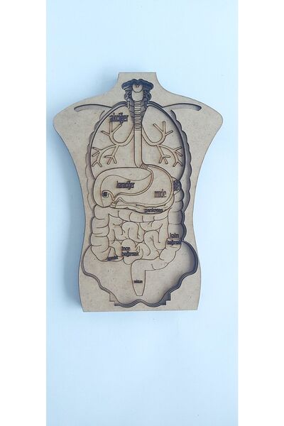 STEM ATÖLYESİ Ahşap Vücudumuzu Tanıyalım Eğitici Puzzle Iç Organlar Sistemler...