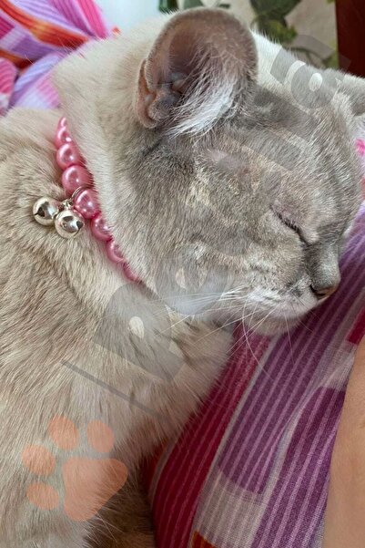 Petella Kedi Kolyesi Kedi Boyun Tasması Kedi Tasması Pembe İncili Gümüş Zilli
