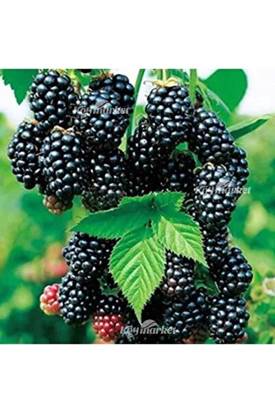 KöyFidan Chester Böğürtlen Fidanı Saksılı