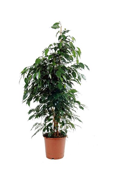 YEŞİLİMARKET Benjamin Çiçeği ( Koyu Renk ) Salon Bitkisi 80-100cm
