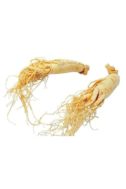 aktarist Ginseng Panax Tane