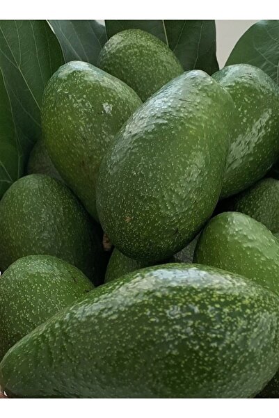 Alata Fidan Tüplü Aşılı Zutano Avokado Fidanı