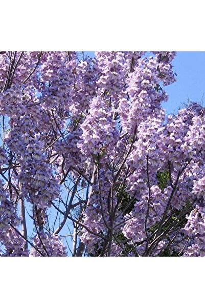 doğaşık Pavlonya Paulownia (çin Kavağı) Fidanı | 15-25 Cm | Hızlı Gelişen Ve Dayanıklı Ağaç 1-2 Yaş Saksılı