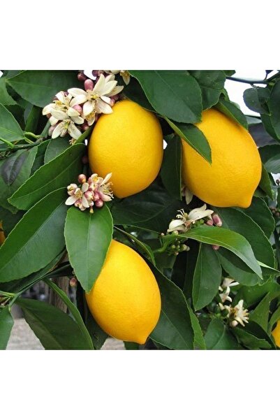 Genel Markalar Limon Fidanı