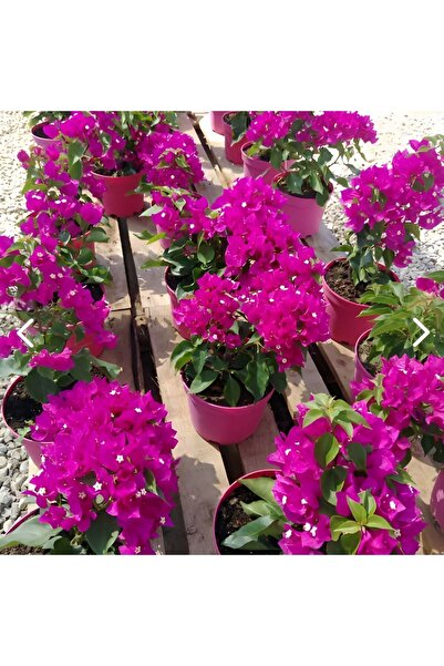 EVİM BAHÇEM Begonvil Sarmaşığı Bodur Fidanı Tüplü Çiçekli Begonvil