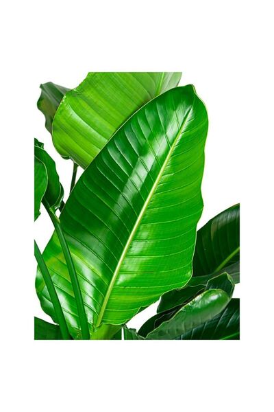 Genel Markalar Strelitzia Nicolai - Starliçe Cennet Kuşu Bitkisi 80-100 Cm Salon Bitkisi (tek Gövdeli