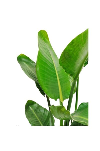 Genel Markalar Strelitzia Nicolai - Starliçe Cennet Kuşu Bitkisi 80-100 Cm Salon Bitkisi (tek Gövdeli