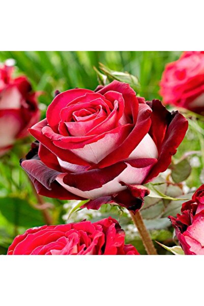 E-fidancim Osiria Türk Gülü Yediveren Gül Çiçeği Fidesi (1 adet Paper Potta)