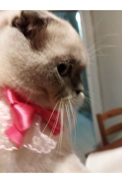 Canbutik Handmade Cat And Small Dog Collar Leash Pink