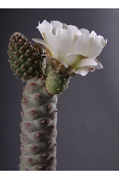 cantropikal Tephrocactus Articulatus Var. Diadematus Beyaz Çiçek Açan Kaktüs