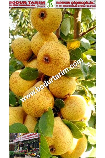 BODUR TARIM Bulancak 2 Yaşında Yarı Bodur Tüplü Topraklı Aşılı Yöresel Şeker ...