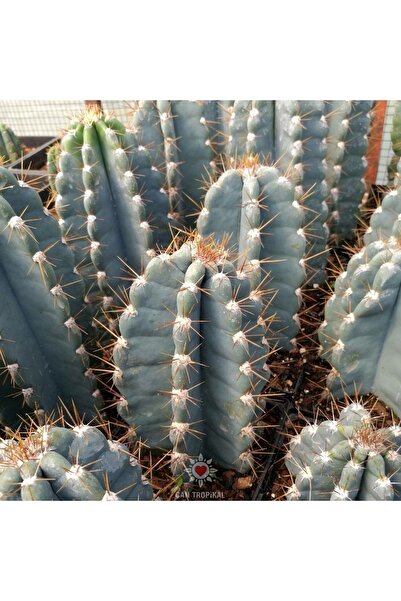 cantropikal Cereus Jamacaru Orta Boy Beyaz Atlas Benzeri Çiçek Açan Kaktüs