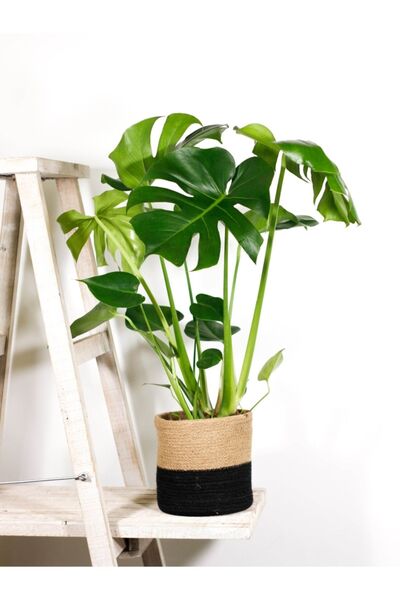 Hilal Garden Monstera Deve Tabanı 60-70 Cm