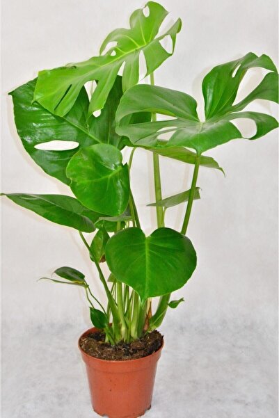KARİYER BOTANİK Deve Tabanı Çiçeği Monstera Deliciosa Ithal 60-65cm
