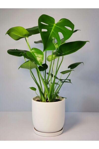 BİTKİ KARAVANI Monstera Delicious 60-80 Cm