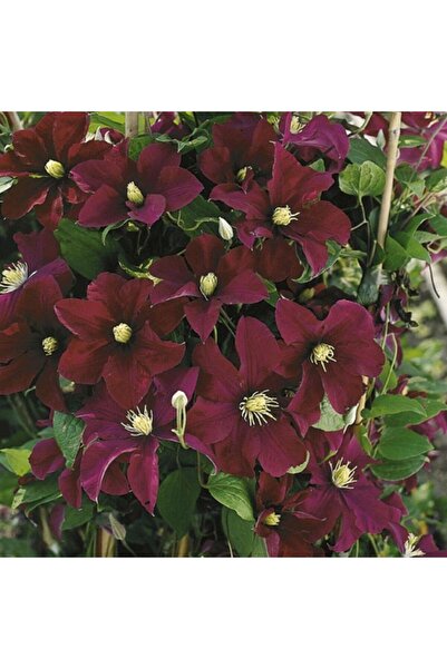 E-fidancim İthal Grandiflora Warszawska Yoğun Çiçeklli Clematis Orman Asması ...