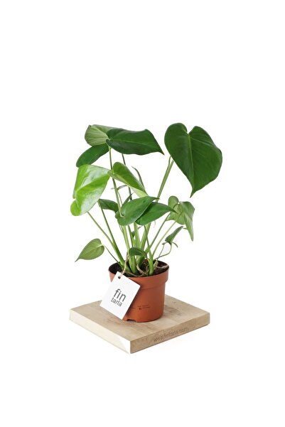 Fintarla Monstera Deliciosa Deve Tabanı Sağlıklı Form Ev Ofis Salon Bitkisi 45-50 Cm