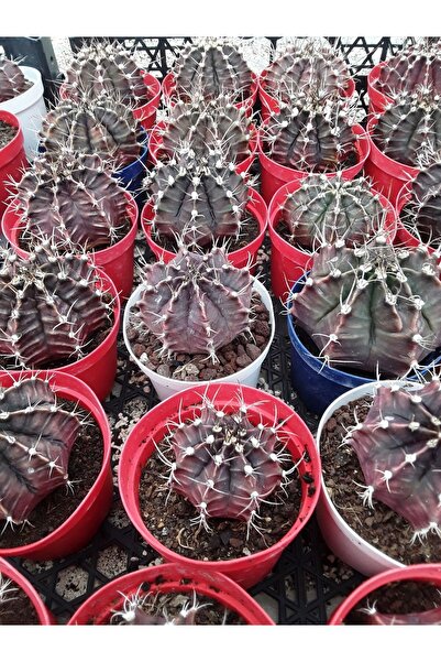 cantropikal Gymnocalycium Bodo 8,5 Saksı Dolusu