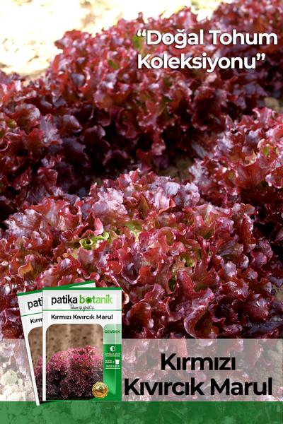 Patika Botanik 500 Adet Kırmızı Kıvırcık Marul Tohumu