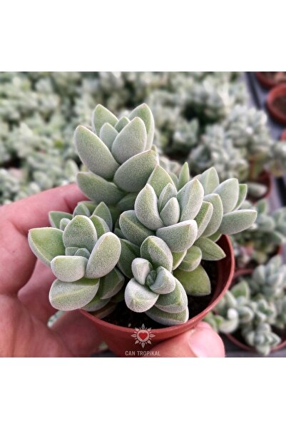 cantropikal Crassula Moonglow Hybrid, Nadir Tür Sukulent