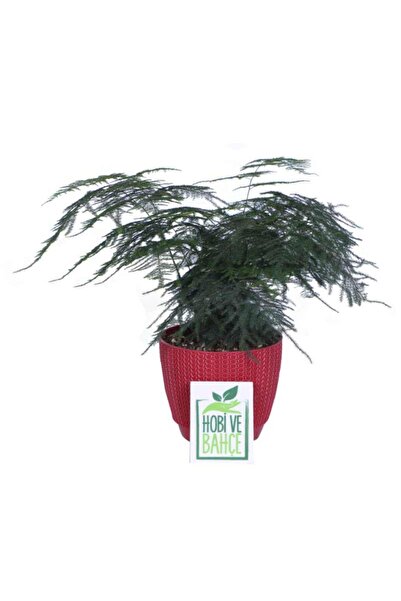 HOBİ VE BAHÇE Tül Kuşkonmaz Çiçeği, Saksıda Asparagus Plumosus
