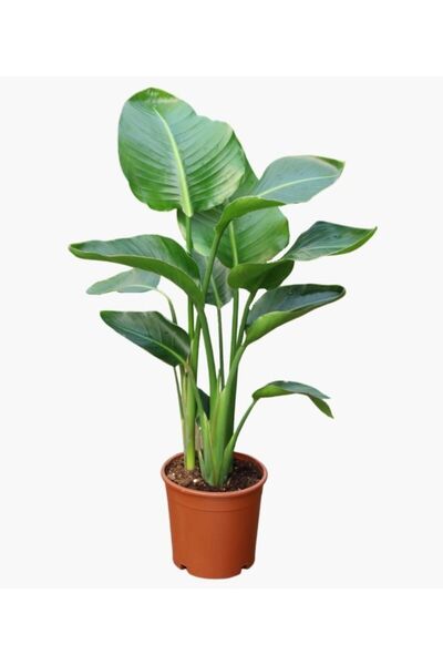 Bizgetiriyoruz Strelitzia Nicolai - Starliçe - Cennet Kuşu 85-95 Cm